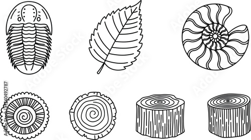 Collection of Ancient Fossils and Tree Trunk Rings