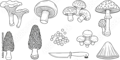 Edible Fungi Collection Forest Delicacies and Harvesting Tools