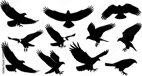 Silhouette vector illustration of various eagles in flight