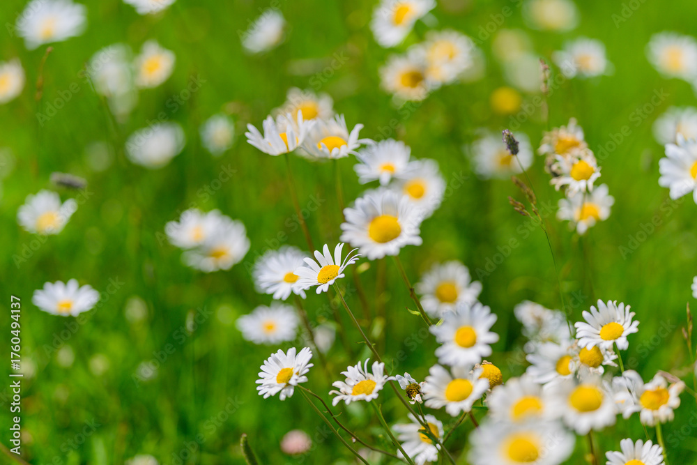 Fototapeta premium A Beautiful Field of Brightly Colored Daisies Blooming Vibrantly in Lush Green Grass