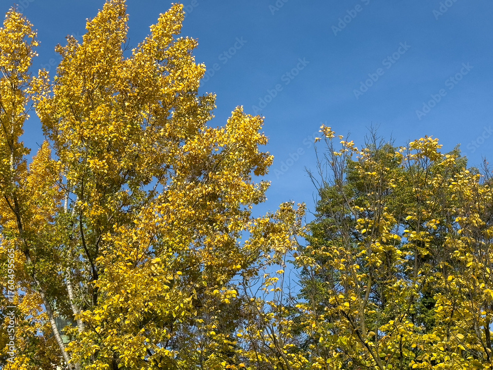 Fototapeta premium Golden autumn trees against clear blue sky
