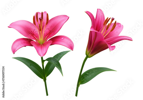 Isolated Magenta Lily Bloom Set, Front View and Side View, with Green Leaves and Drops of Water