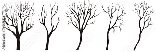 Set of five bare tree silhouettes with slender branches without leaves isolated on white background winter season minimalist nature vector illustration black and white