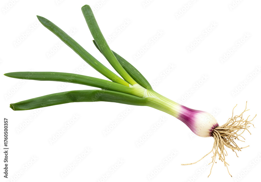 Fototapeta premium Isolated fresh spring onion, scallion, whole food, vegetable bulb with green leaves