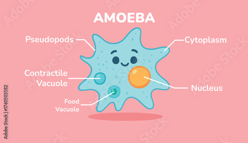 Amoeba Illustration anatomy