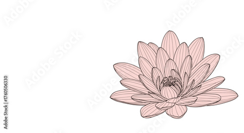 A beautiful pale pink lotus flower with many petals blooming serenely against a pure white background.