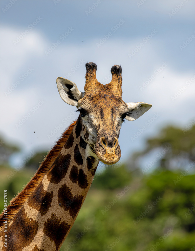 Obraz premium Portrait of a giraffe with a cloudy sky background
