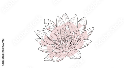 A beautiful delicate water lily flower sketched with light pink accents and a white background.