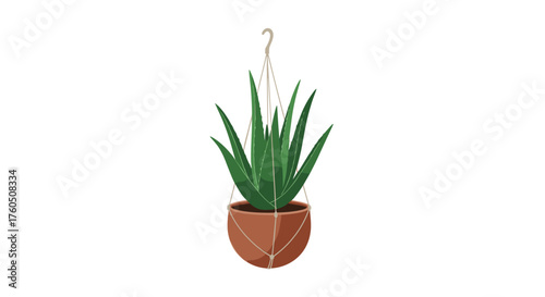 A beautiful green aloe vera plant hangs suspended in a terracotta pot against a white background.