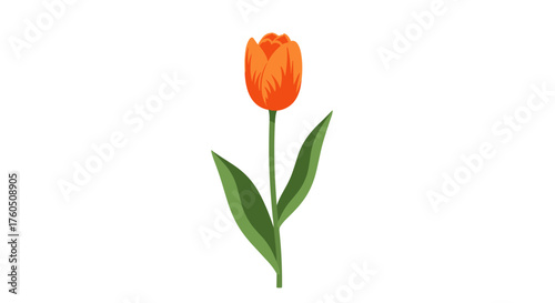 A single vibrant orange tulip stands tall on its green stem with two broad leaves.