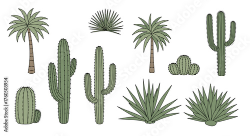 A collection of various desert plants including cacti palm trees and agave species.