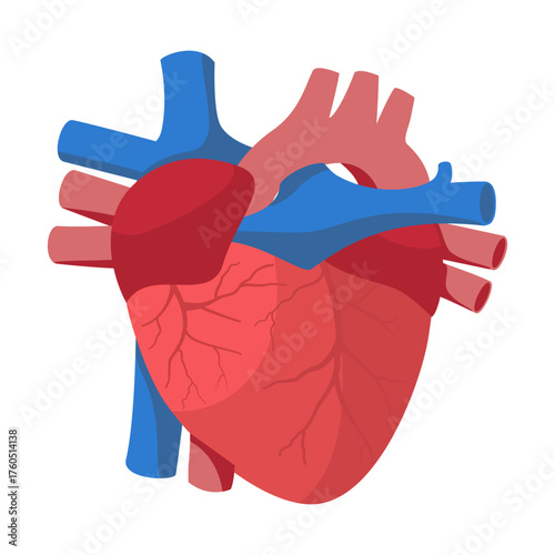 Anatomical Human Heart Vector – Diagram of Blood-Pumping Chambers and Circulation