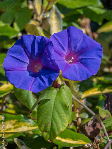 Closeup vertical view of bright purple blue flowers of ipomoea purpurea aka common morning glory or purple morning glory blooming outdoors in garden