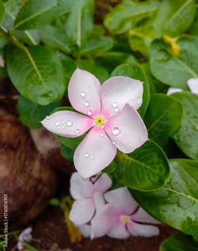 Closeup of a pink Madagascar periwinkle flower with sparkling water droplets on its petals.