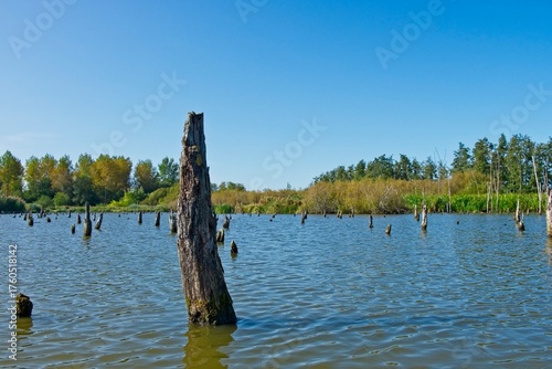 Drowned forest in the Netherlands