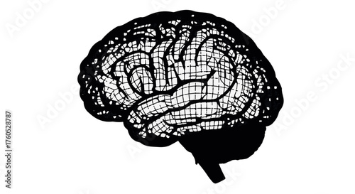 Detailed illustration of a human brain, symbolizing thought and knowledge