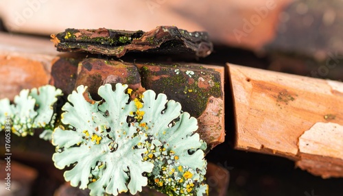 Close-Up of Lichen on Earthy Brown and Reddish Stone Texture