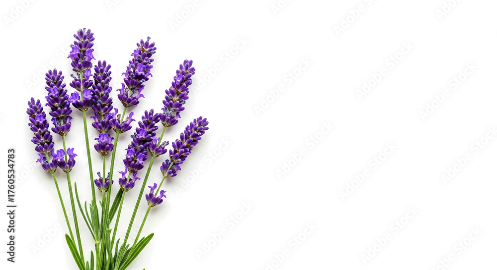 Fototapeta premium A bunch of fragrant purple lavender flowers with green stems isolated on transparent background