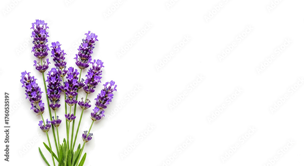 Obraz premium A beautiful bunch of vibrant purple lavender flowers with green stems isolated on transparent background