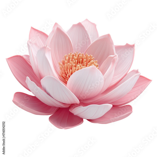 Pink lotus flower, delicate petals