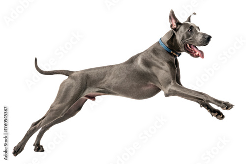 Great dane dog jumping isolated on transparent background