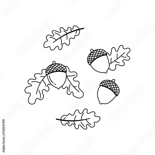 Oak Acorns and Leaves Vector Set | Autumn Forest Nuts and Foliage Line Art Illustration