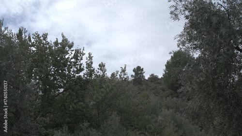 Time lapse in a field in southern Spain, with trees bearing green leaves and a cloudy sky.