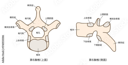 第6胸椎の解剖学、上面図と側面図