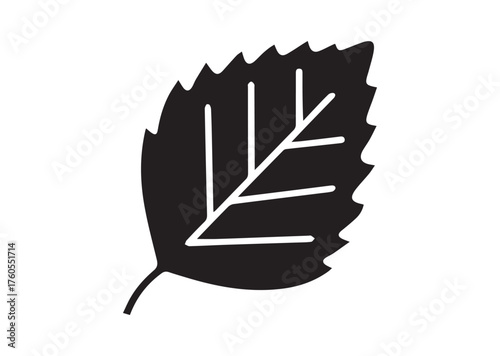 Birch leaf icon, Birch leaf solid vector