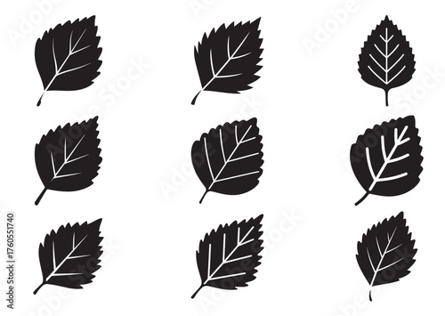 Birch leaf icon, Birch leaf solid vector