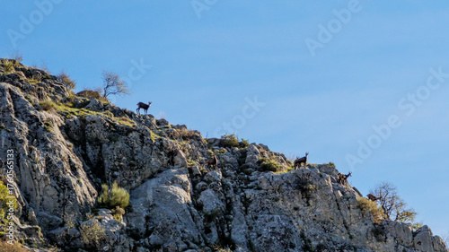 Herd of five Chamois standing on a steep, rocky mountain slope under a blue sky