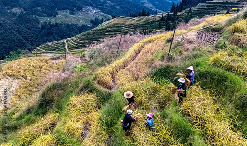 Foto Farmers on the rice field during harvesting in China