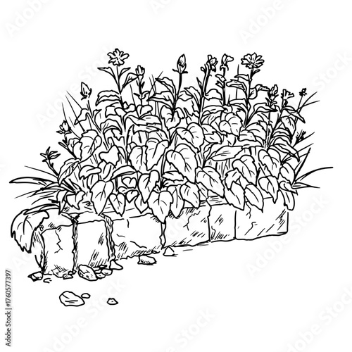 A lush bush with foliage and a stone fence, sketch. Vector illustration. Thickets of grass and wildflowers in the park, highlighted on a white background. Summer and spring in the forest and village