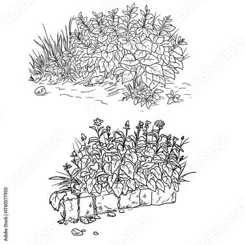 Lush bush with foliage and a stone fence, sketch. Vector illustration. Set of thickets of grass and wildflowers in the park, highlighted on a white background. Summer and spring in forest and village