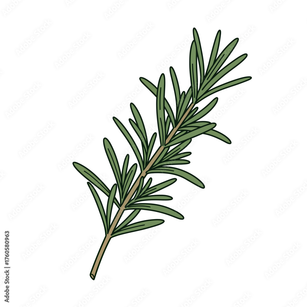 Fototapeta premium Hand-drawn vector graphic of an individual rosemary branch with green leaves, a botanical illustration for herbal and culinary concepts