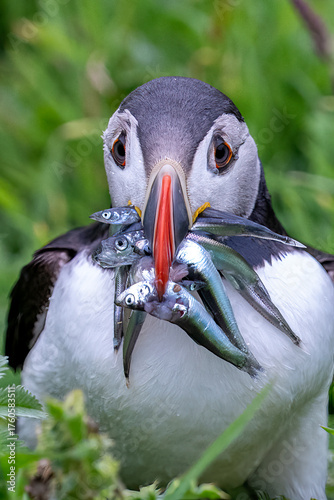 Papageitaucher