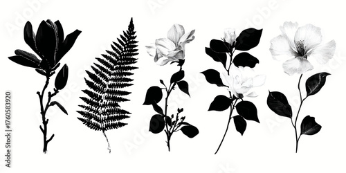 Botanical collage featuring magnolia flower palm frond fern cluster rose bud eucalyptus in monochrome against white silhouette