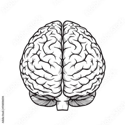 Detailed Human Brain Anatomy Illustration for Medical and Educational Use.