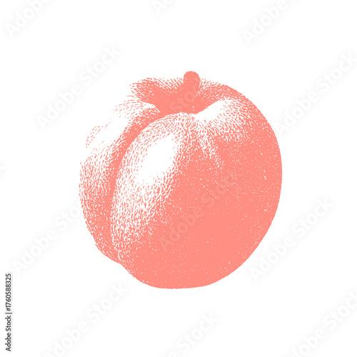 Fresh peach vector illustration 