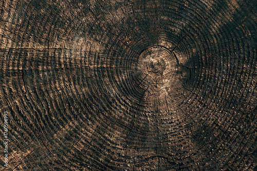 Closeup of tree trunk cross section with sapwood and growth rings. Annual growth rings visible in cut wood log surface.