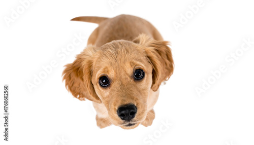 a cute puppy dog, top view, isolated on transparent background.