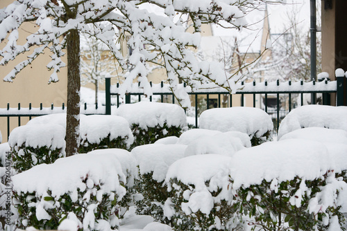 Quadro su tela végétation sous la neige en région parisienne