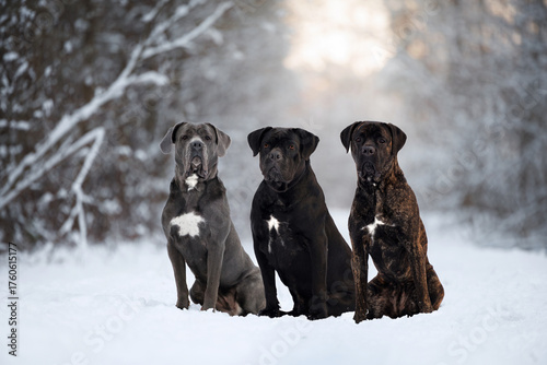 Wall Mural three cane corso dogs sitting together in winter forest