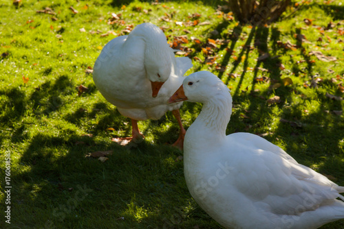 Sun-kissed geese on the pasture