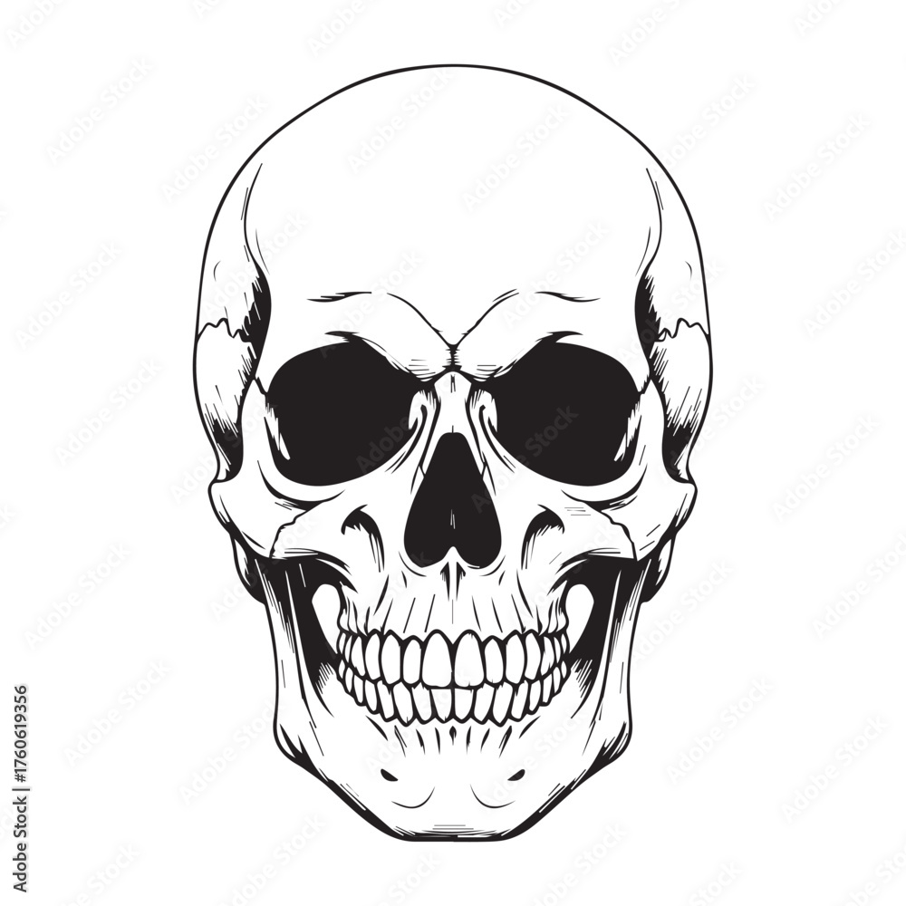 Fototapeta premium Detailed Human Skull Illustration with Dark Eye Sockets.