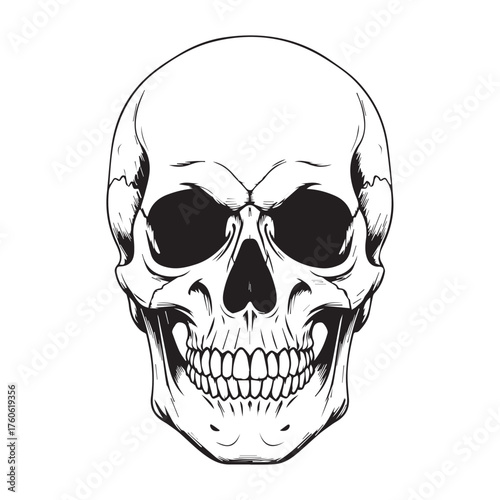Detailed Human Skull Illustration with Dark Eye Sockets.