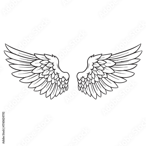 Hand drawn illustration of a pair of detailed bird or angel wings.