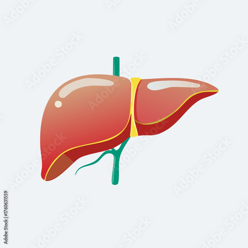 Human Liver Organ Illustration on White Background.