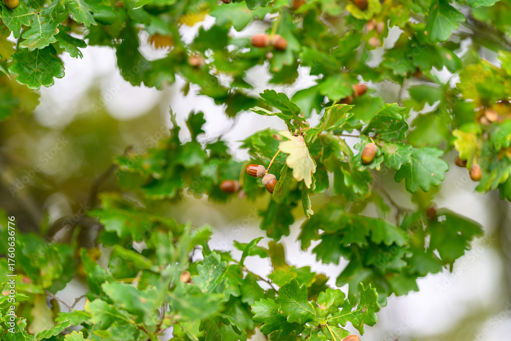 Fototapeta premium Lush Oak Leaves And Acorns In A Beautiful Natural Setting Filled With Vibrant Life