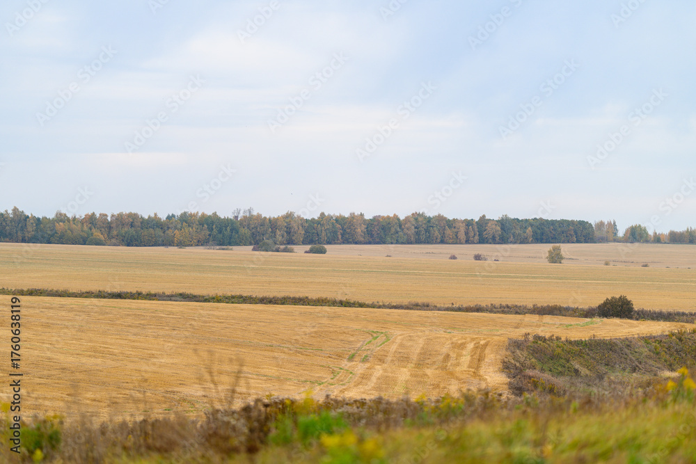 Obraz premium An Expansive and Vast Landscape Featuring Beautiful Distant Trees Surrounded by Open Fields